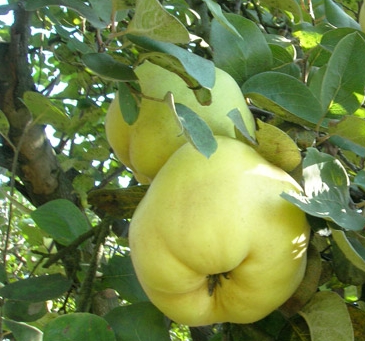 leskovaci birs
